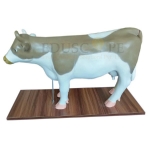Anatomical Cow Model