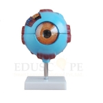 Medical Eye model