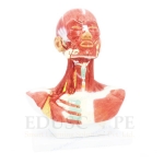Head And Neck Musculature Model